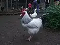 Kohout sasexky světlé (bílé kolumbijské)