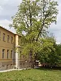 Liliovník na jaře