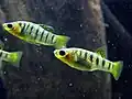 Limie černopruhá (Limia nigrofasciata)