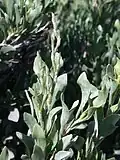 Žirovník Limoniastrum monopetalum