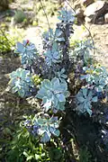 Limonium estevei – Španělsko