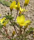 Linanthus aureus
