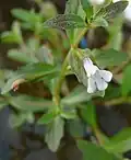 Puštička pochybná (Lindernia dubia)