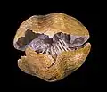 Spiriferina rostrata s Lofofor