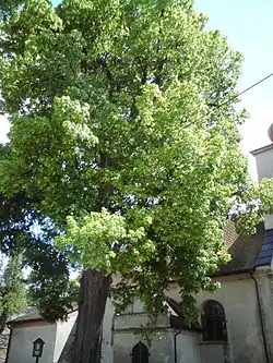v květnu 2009