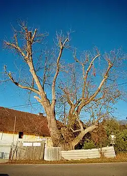 Lípa ve Staré Huti u Vlčic.