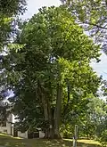 Památná lípa v Radslavi.