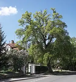 Památná lípa