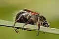 Brouk rodu Liparetrus, podčeledi Melolonthinae