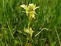 Liparis loeselii