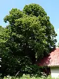 Lipová-lázně, Lípa pod nádražím