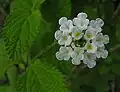 „Mexické oregano“ Lippia graveolens