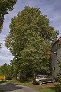 Lípy u fary ve Slušticích