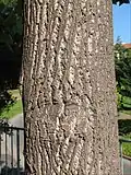 Borka liliovníku tulipánokvětého (Liriodendron tulipifera)