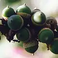 Plody Lithocarpus collettii