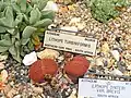 Lithops dinteri