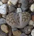 Lithops julii