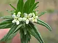 Kamejka lékařská (Lithospermum officinale)