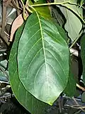 Listy Litsea bindoniana
