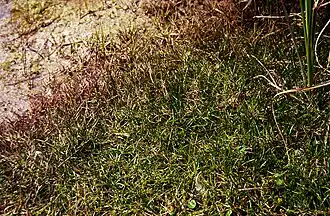Androsace septentrionalis