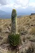 Lobelia keniensis na Mt. Kenya