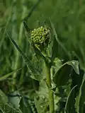 Nerozvité květenství