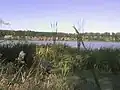Rybník