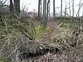 Lodrantský rybník