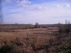 Lohotský močiar