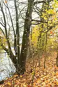 Lohenické jezero