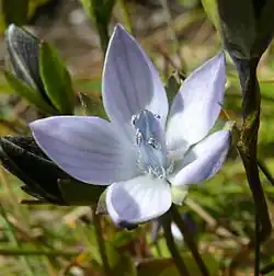 Hořepníček korutanský (Lomatogonium carinthiacum)