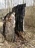 Lípa srdčitá v Lomnici