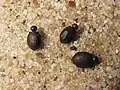 Vajíčka druhu Lonchodiodes samarensis