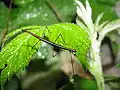 Nymfa druhu Lonchodiodes samarensis