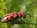 Tesařík Tetraopes tetrophthalmus