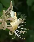 Detail květů zimolezu etruského (Lonicera etrusca)
