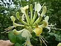 Zimolez ovíjivý (Lonicera periclymenum)