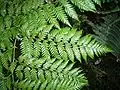 List Lophosoria quadripinnata
