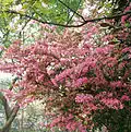 Loropetalum chinense