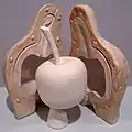 2.