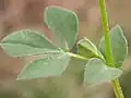 Listovité palisty štírovníku růžkatého (Lotus corniculatus)