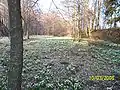 Louka u Hroznětína s výskytem bledule jarní 2