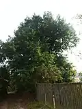 Dub nad hostincem v Loukách