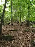 Hraniční bučina
