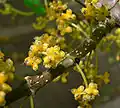 Plody Lozanella enantiophylla