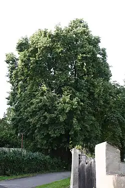 Lípa od silnice