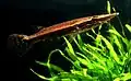 Luciocephalus pulcher