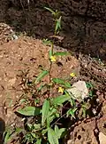 L. hyssopifolia, příklad přímého druhu kořenícího ve dně