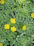Vodní bylina Ludwigia sedioides