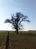 Hrušeň v Novákově zahradě